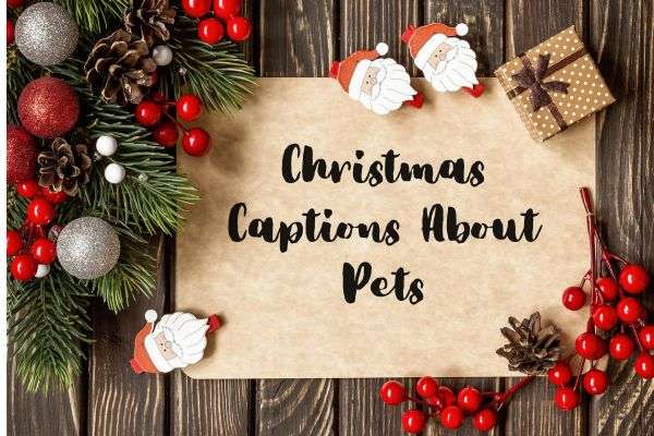Christmas Captions About Pets