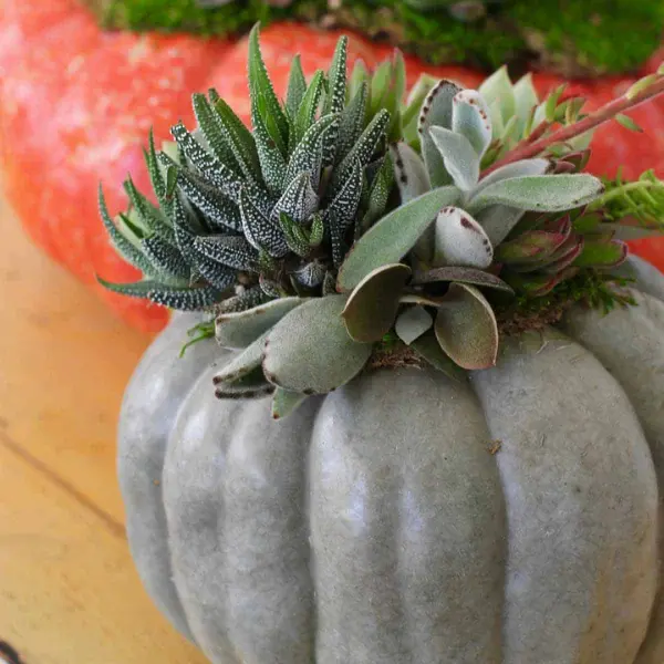 Succulent Pumpkins